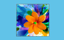 Square Display